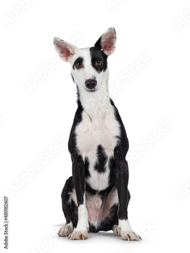 Cute black with white Podenco mix dog, sitting up facing front. Looking towards camera. Isolated on a white background.