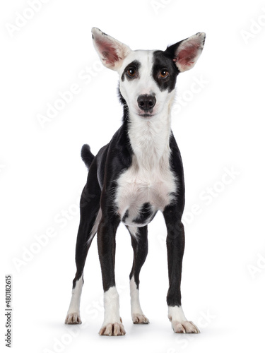 Cute black with white Podenco mix dog, standing facing front. Looking towards camera. Isolated on a white background.