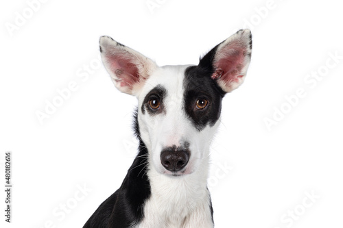 Head shot of Handsome black with white Podenco mix dog. Looking towards camera. Isolated on a white background.