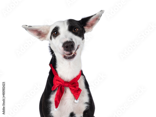Funny head shot of handsome black with white Podenco mix dog, sitting up wearing red vevet Christmas bow tie around neck. Looking towards camera. Isolated on a white background.