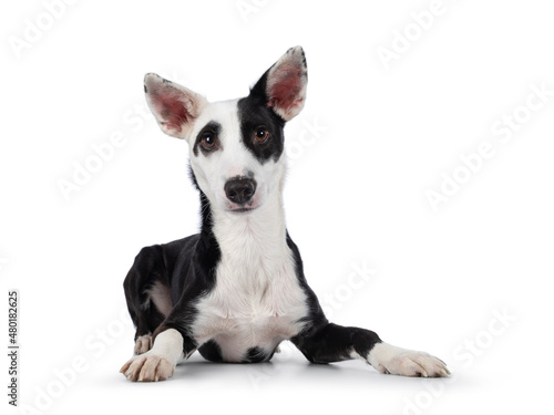 Cute black with white Podenco mix dog, laying down facing front. Looking towards camera. Isolated on a white background. © Nynke