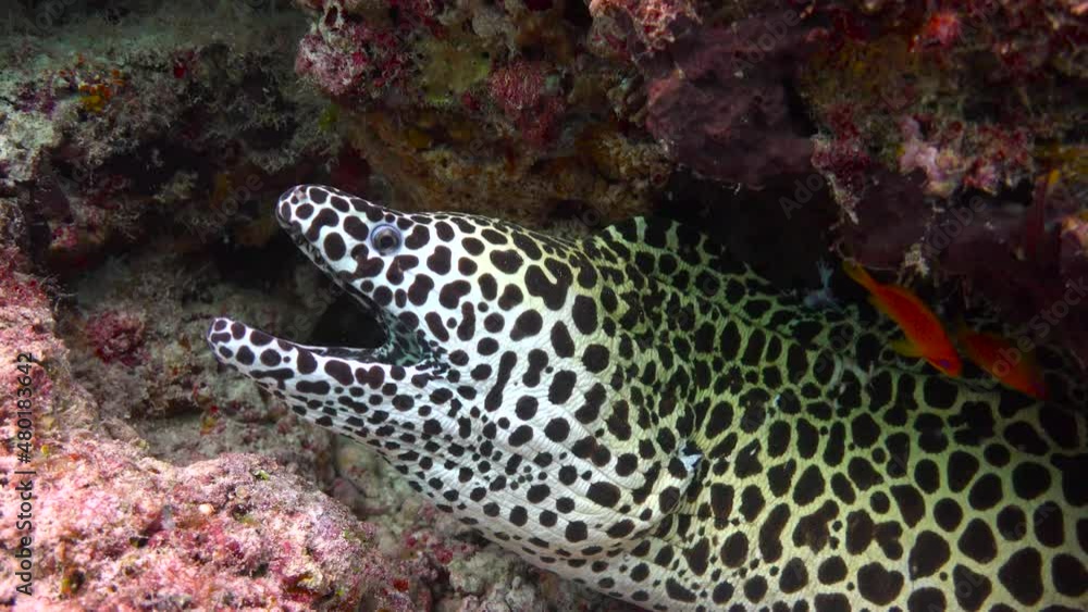 Moray eels. Fascinating diving off the coast of the Maldives archipelago. Moray eels. Fascinating diving off the coast of the Maldives archipelago.