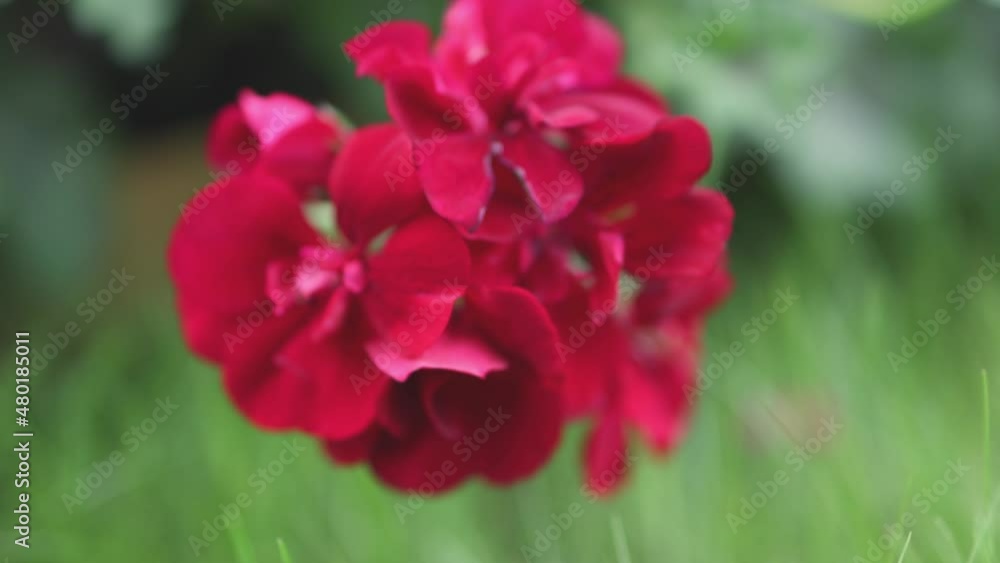 close-up red flower bud of blooming pelargonium plant or geranium in bloom on green spring time day background. concept of greeting card for women's day holiday or best mom greeting close-up red flower bud of blooming pelargonium plant or geranium in bloom on green spring time day background. concept of greeting card for women's day holiday or best mom greeting