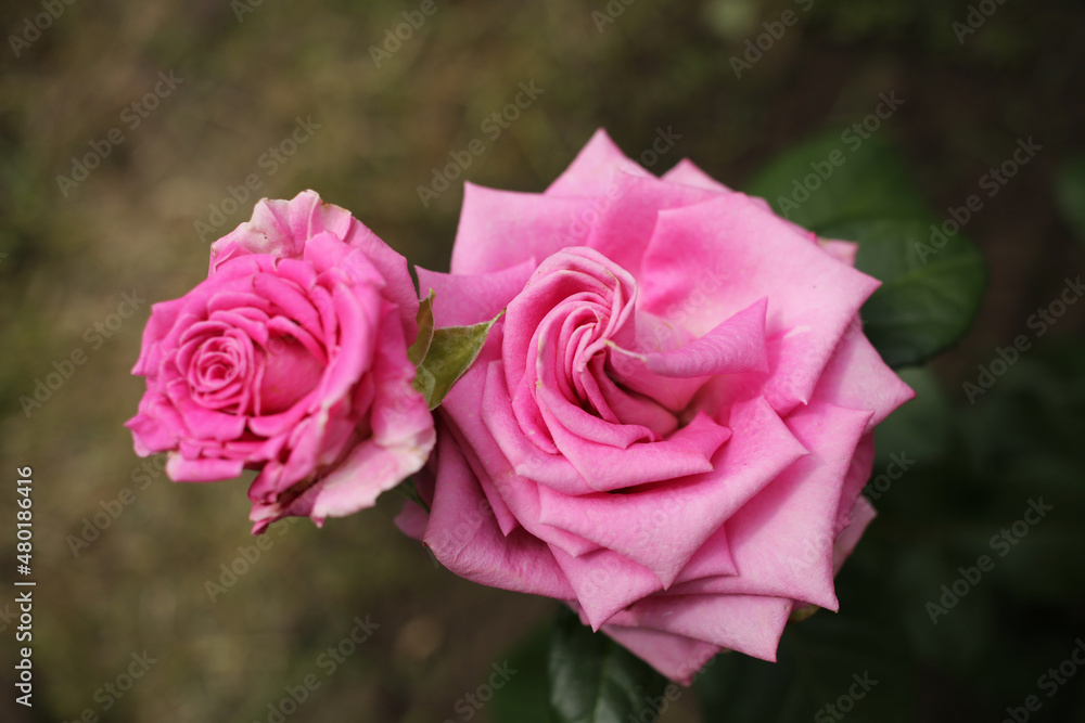 Pair of special varietal pink roses in the garden. Pair of special varietal pink roses in the garden.