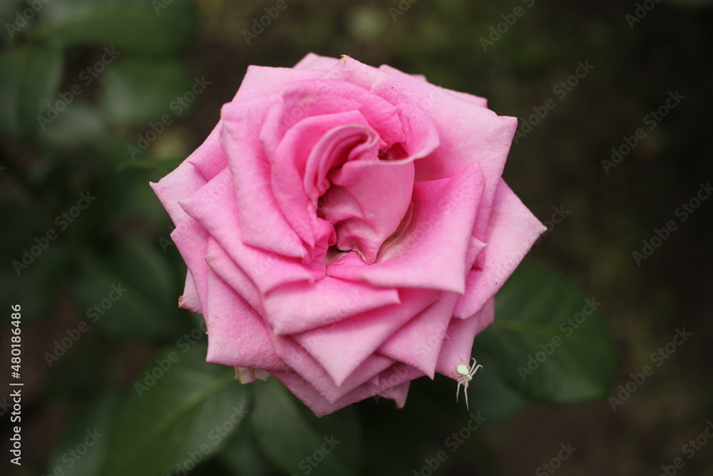 Gorgeous purple rose as a gift for Valentine's Day. Gorgeous purple rose as a gift for Valentine's Day.