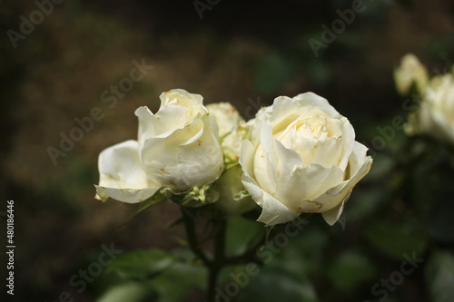 Two young white roses in the garden.