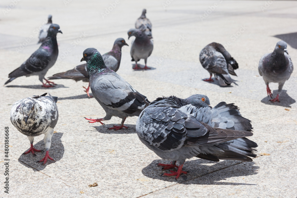 Fototapeta premium Pigeon close up in park