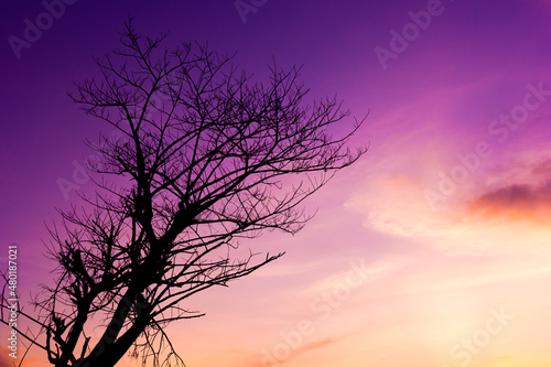 tree silhouette