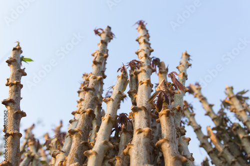 Early varieties of cassava photo