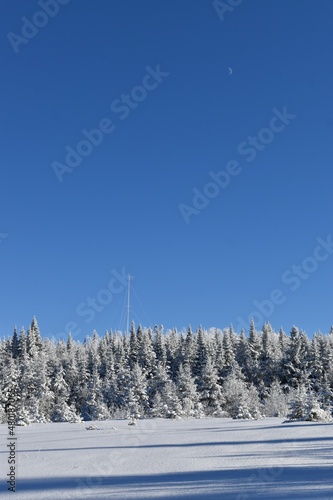 A snow-covered forest under a blue sky, Québec, Canada