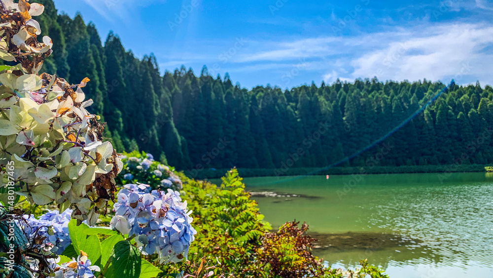 beautiful landscape full of hydrangea flowers on Sao Miguel Island Azores island
