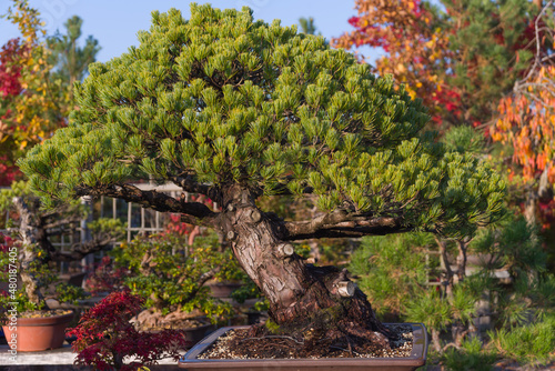 Amazing beauty of old bonsai, Pine Japanese White, Pinus Pentaphylla. Two hundred years old spectacular bonsai.  tray planting, pronounced boɰ̃sai Japanese, Chinese art penjing or penzai. photo