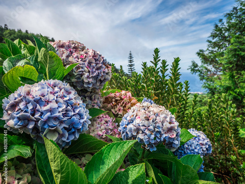 beautiful landscape full of hydrangea flowers on Sao Miguel Island Azores island
