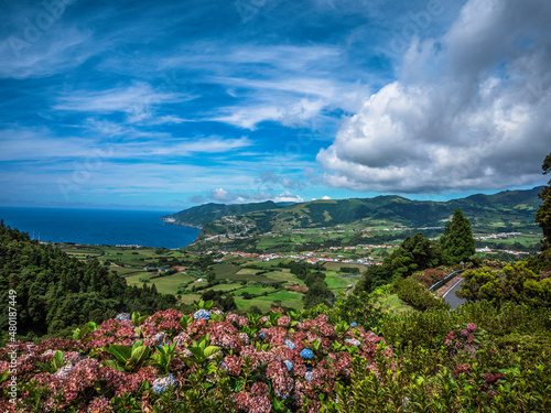 beautiful landscape full of hydrangea flowers on Sao Miguel Island Azores island © doleesi