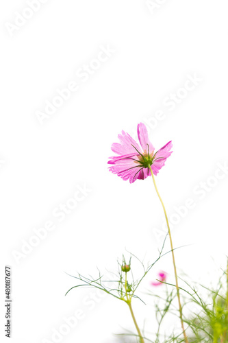 Cosmos flower  Cosmos Bipinnatus  for use background