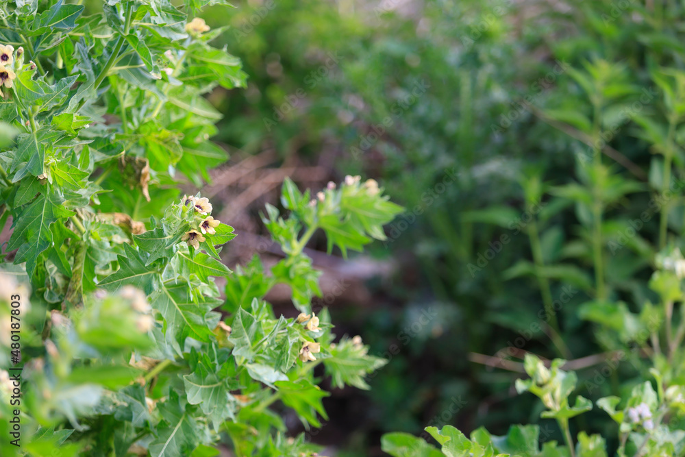 Obraz premium Flowering lush medicinal poisonous plant Henbane (or Hyoscyamus, night blindness, pig beans, Jupiter beans, poisonous tobacco, cocklebur, dog poppy). Space for copy text. Close-up, narrow focus.