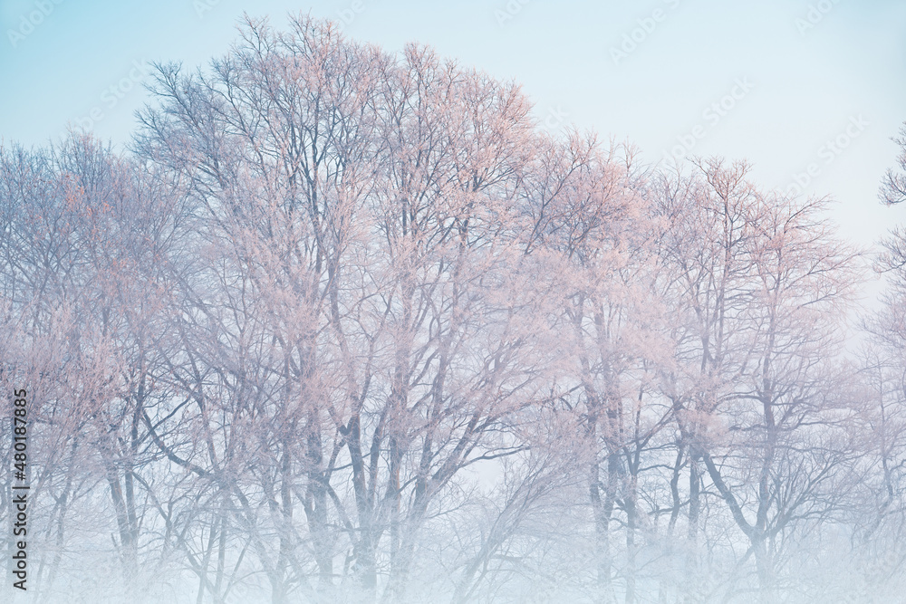 Hoarfrost encases a forest of bare trees on a frigid winter morning at sunrise, Michigan, USA Hoarfrost encases a forest of bare trees on a frigid winter morning at sunrise, Michigan, USA