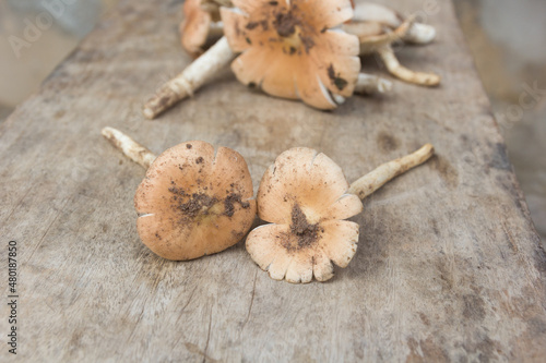 Close up, Termitomyces fuliginosus Heim mushroom photo