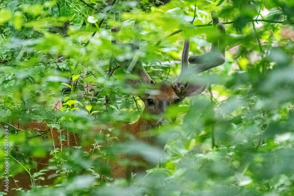 A male white-tailed deer (Odocoileus virginianus) with large antlers in velvet is barely visible through the green leaves of the forest.