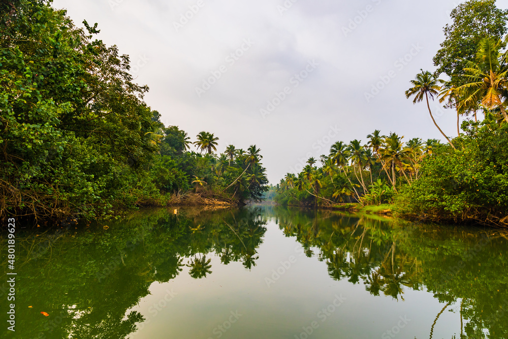 Lush greenery with Palm trees or Coconut trees and Backwater A Shot from Kerala India Lush greenery with Palm trees or Coconut trees and Backwater A Shot from Kerala India