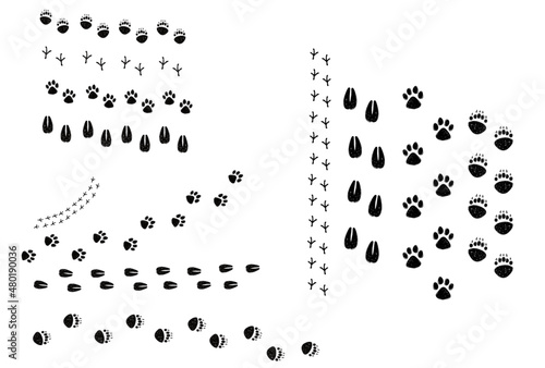 orme di animali cane orso pecora uccello © giulia
