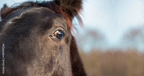 Horse banner background. Eye  horse s head close up. Palomino