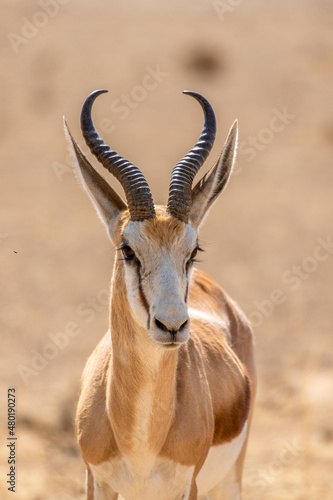 Springbok in the Kgalagadi © Kim