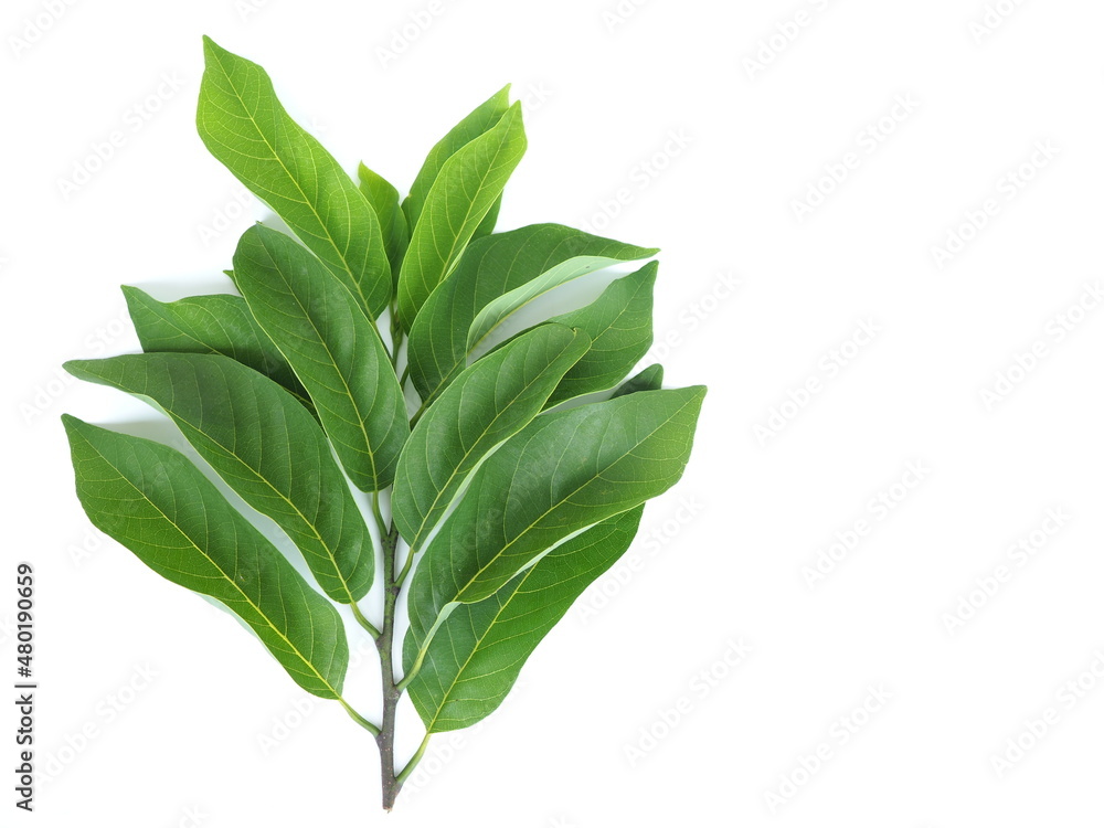 Annona leaves, Thai fruit tree are used for spraying insect pests and eliminating lice. closeup photo, blurred. Annona leaves, Thai fruit tree are used for spraying insect pests and eliminating lice. closeup photo, blurred.