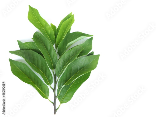 Annona leaves, Thai fruit tree are used for spraying insect pests and eliminating lice. closeup photo, blurred.