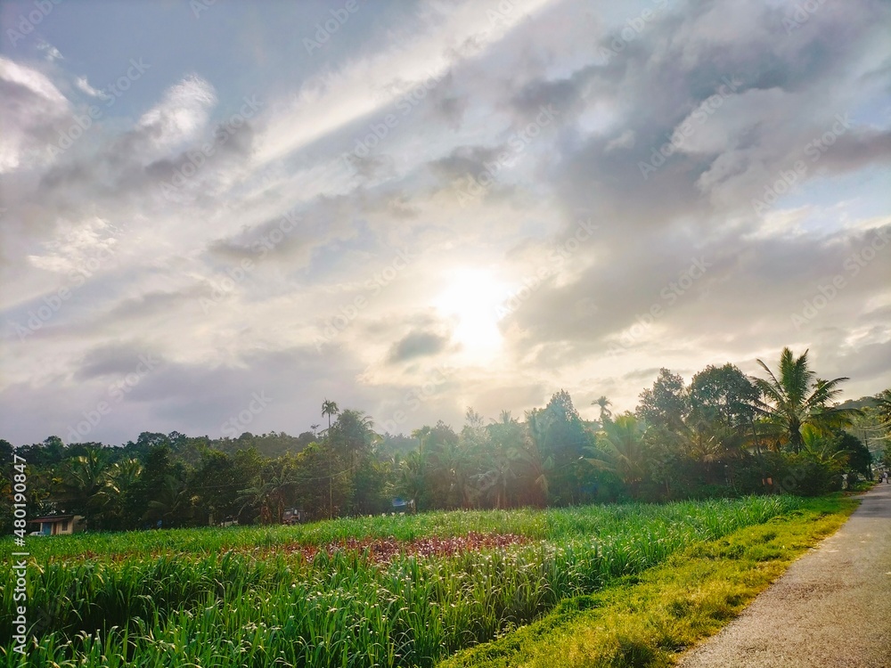 Obraz premium field and blue sky