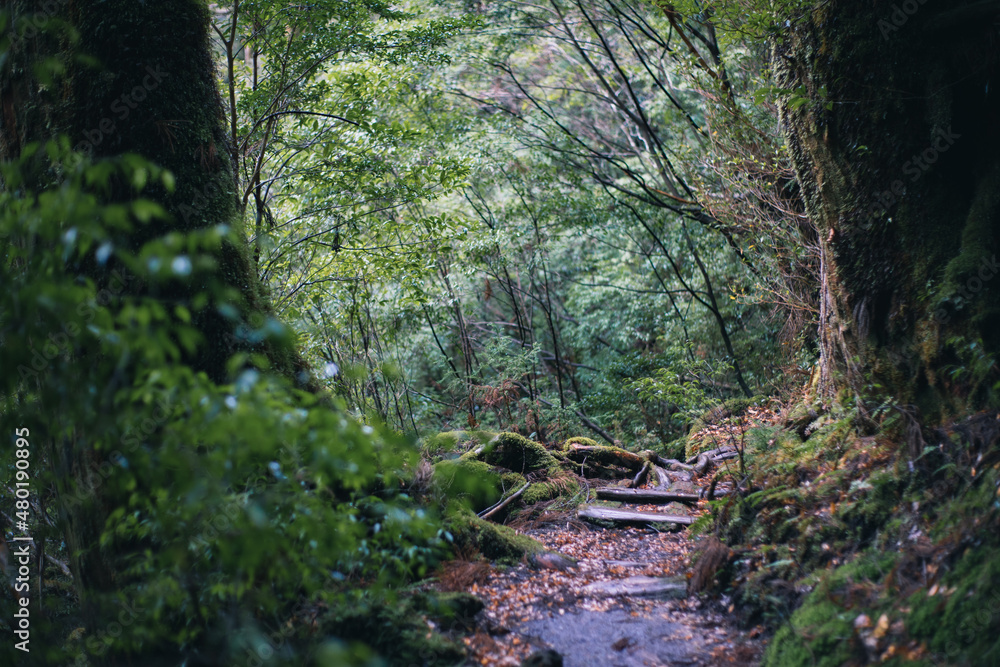 Obraz premium Winter Yaskuhima forest in Kyusyu Japan(World Heritage in Japan)