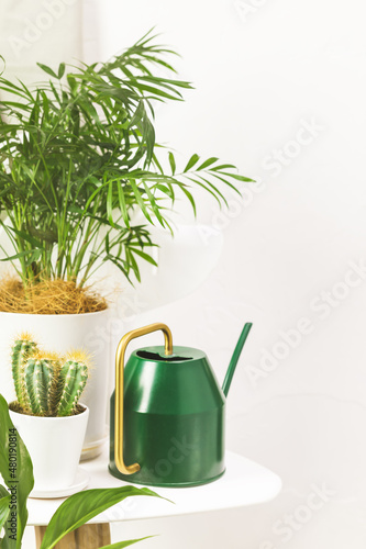Biophilia design. Home plants growing. Eco friendly composition with potted house plants with watering can on white chair. Hobbies growing home plants and gardening apartments. Connecting with nature