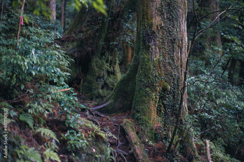 Winter Yaskuhima forest in Kyusyu Japan World Heritage in Japan 
