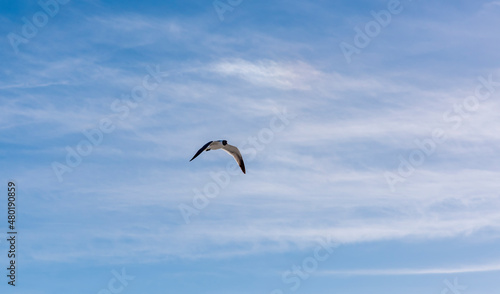 Adult breeding laughing gull  Leucophaeus atricilla  in flight against a cloudy sky in Florida  USA.