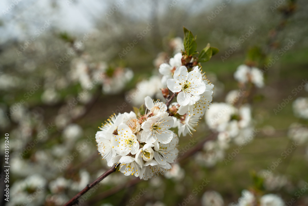 Close up on cherry tree branches in bloom white flowers blossom Close up on cherry tree branches in bloom white flowers blossom