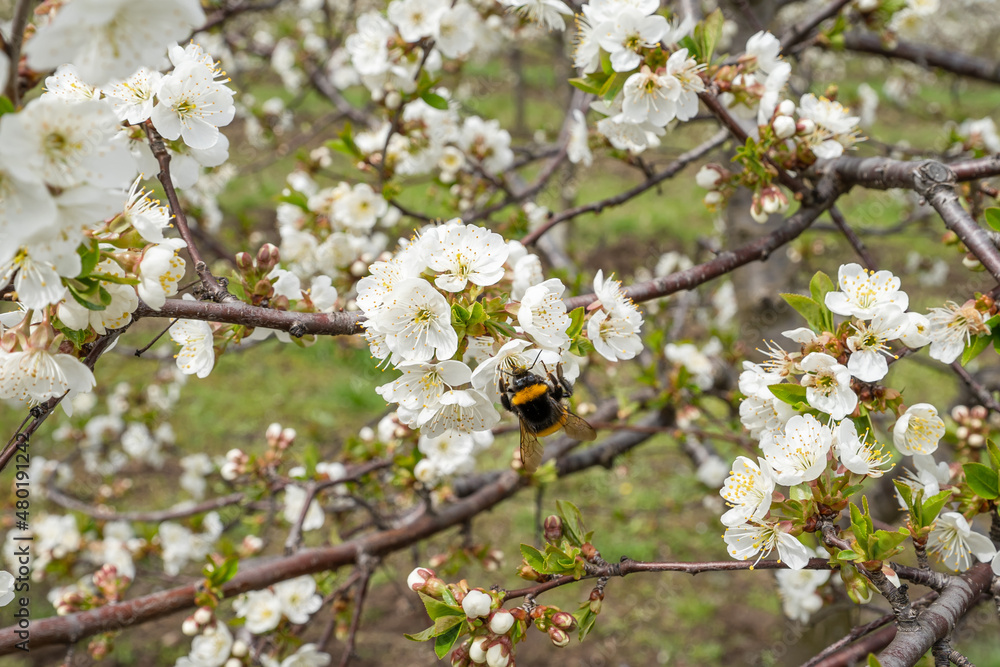 Close up on cherry tree branches in bloom white flowers blossom with bee doing pollination Close up on cherry tree branches in bloom white flowers blossom with bee doing pollination