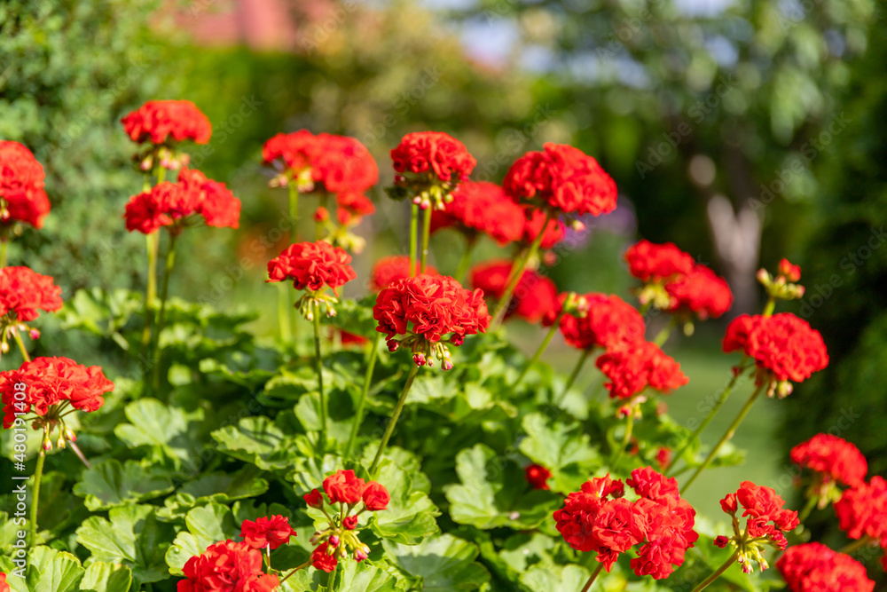 Red geranium pelargonium in the bucket, selective focus. Red geranium pelargonium in the bucket, selective focus.