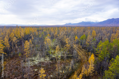 Taiga in autumn in the Trans Baikal Territory