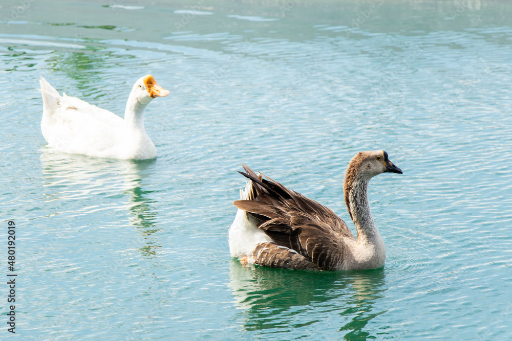 White and brown goose swimming in lake background