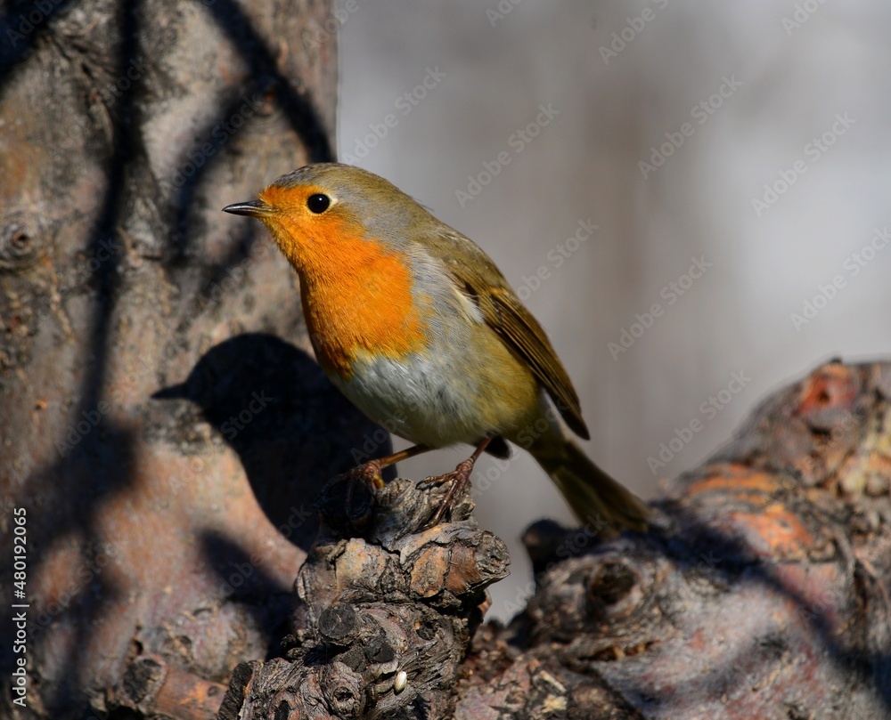 robin in the snow