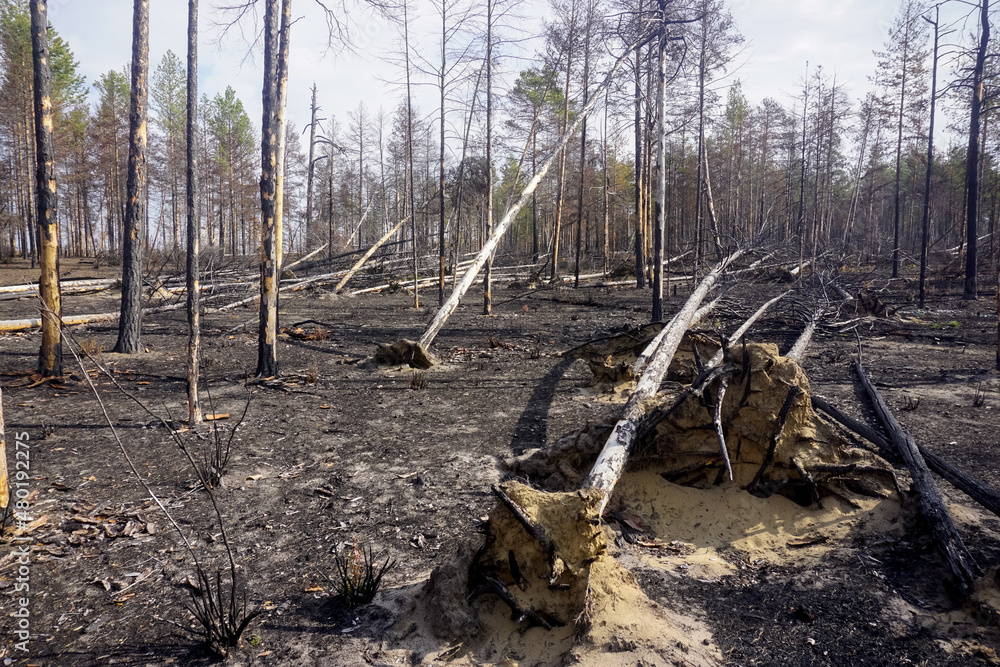 Obraz premium Old burnt trees in the taiga