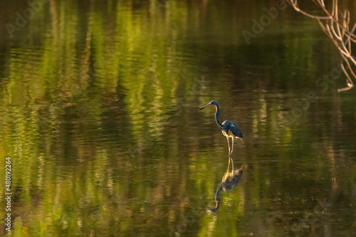 A Tricolored Heron (Egretta tricolor) wading through reflections of greenery in Florida, USA.
