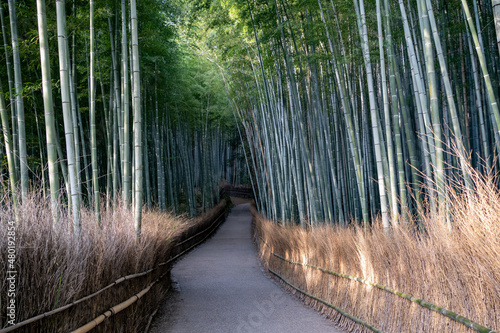 Fototapeta Naklejka Na Ścianę i Meble -  Arashiyama Bamboo Forrest, Kyoto Japan