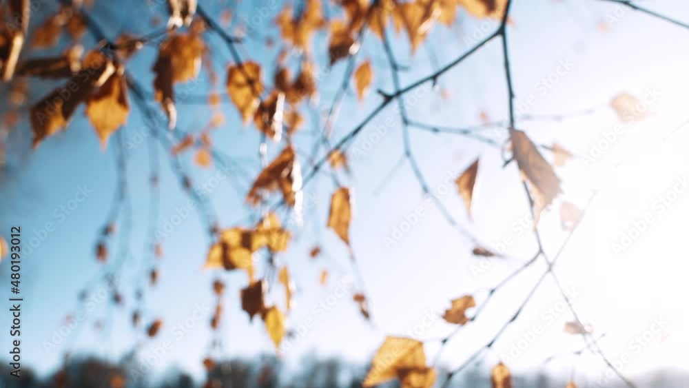 Yellowed leaves grow on tree branches in autumn park illuminated by bright sunlight waving in wind against blue sky close view Yellowed leaves grow on tree branches in autumn park illuminated by bright sunlight waving in wind against blue sky close view