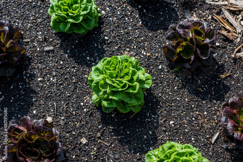 Lettuces growing on an urban farm