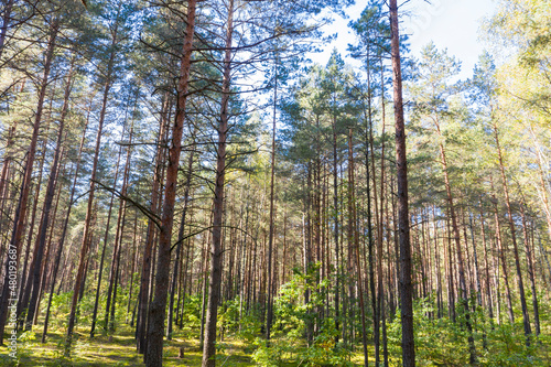 A summer pine forest landscape © yauhenka