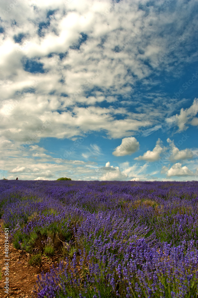 Fototapeta premium Lavender Field Summer Flowers Cotswolds Worcestershire England