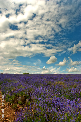 Lavender Field Summer Flowers Cotswolds Worcestershire England