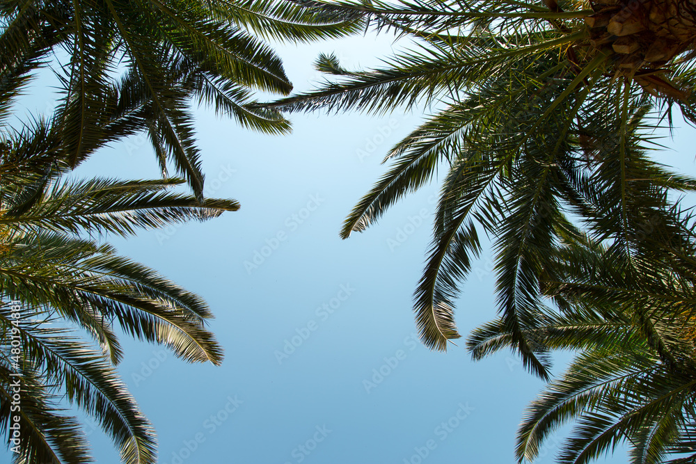 Date palm on the background of a clear blue sky, the concept of summer, mockup, the background for the inscription. Copy space.