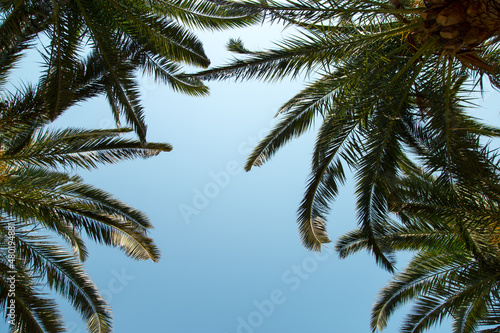 Date palm on the background of a clear blue sky, the concept of summer, mockup, the background for the inscription. Copy space. © Plutmaverick